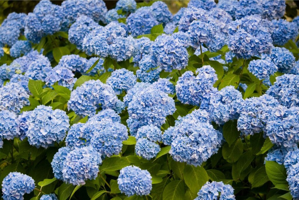 Hortência. Fonte: Canva