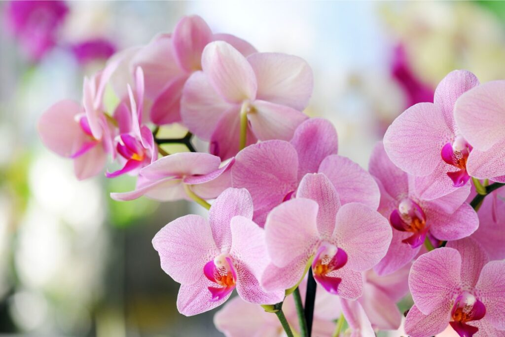 Orquídea. Fonte: Canva