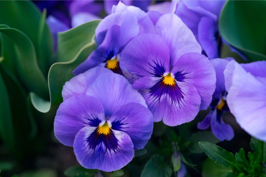 Violeta. Fonte: Canva