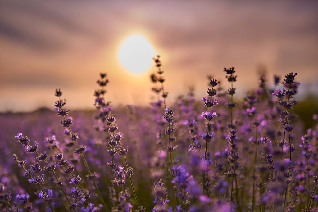 Lavanda. Fonte: Canva
