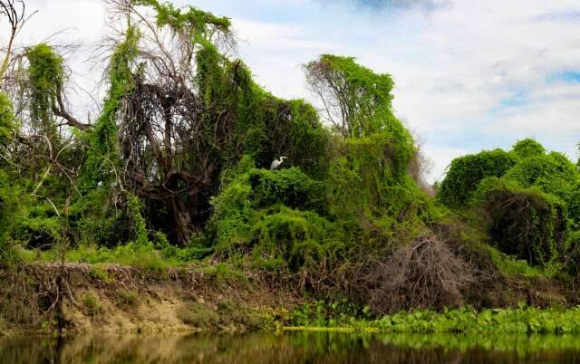 passeio no Rio Salobra revela onças e ariranhas a 3h de Campo Grande