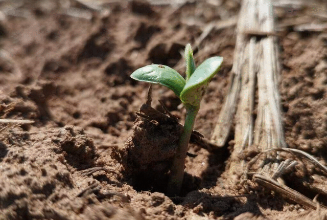 MS atinge 95% do plantio de soja e prevê safra recorde em 2025/26