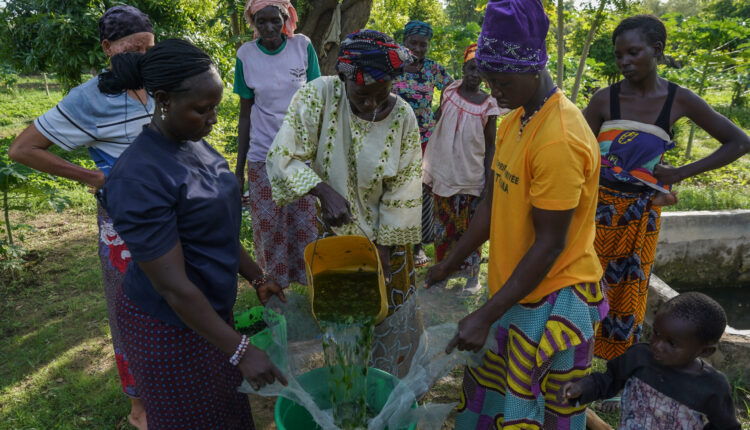 Entenda como a agroecologia é um dos pilares da revolução agrícola em Burkina Faso — Brasil de Fato