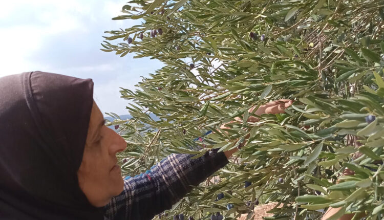 'Fomos impedidos de chegar às oliveiras e israelenses roubaram nossa colheita', diz palestina brasileira na Cisjordânia — Brasil de Fato