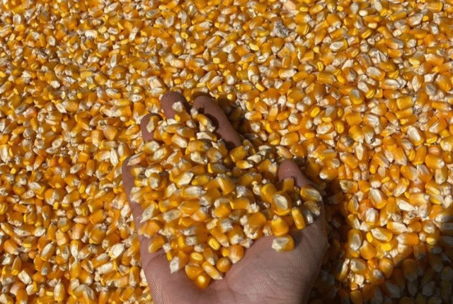 produtividade do milho bate recorde com alta de 61,7% em MS