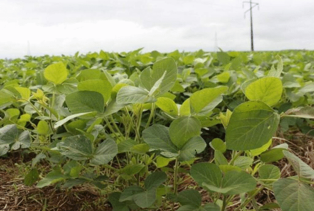 Crédito rural para investimentos cresce 26% em MS; custeio cai 18%