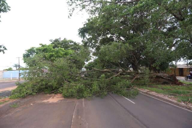 Árvore cai e fecha Avenida Gunter Hans em Campo Grande