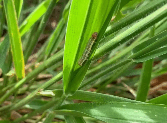 Lagarta Devasta Pastagens no Pantanal: Prejuízos para Produtores