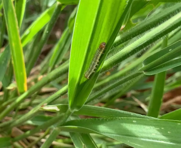 Lagarta Devasta Pastagens no Pantanal: Prejuízos para Produtores