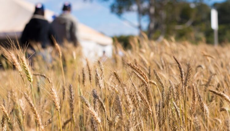 Substâncias nocivas são absorvidas pelas plantas, como o trigo
