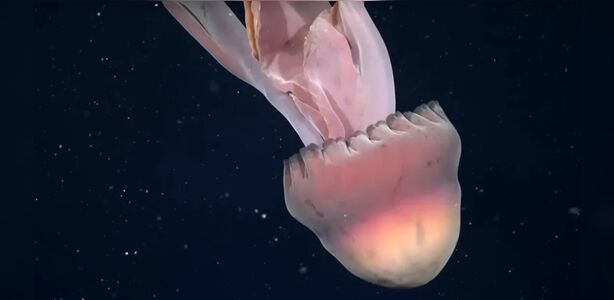 Raríssima água-viva fantasma gigante é registrada em águas profundas