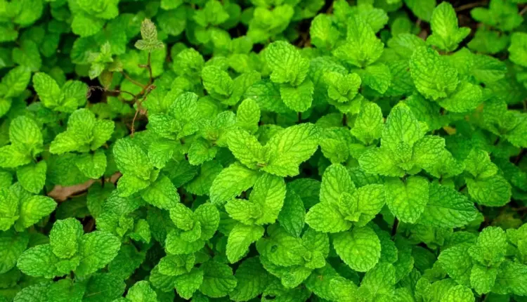 Hortelã: 7 benefícios da planta para a saúde e como usá-la